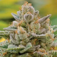 Big Bazooka Auto by Anesia Seeds