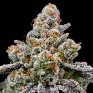 Frozen Face Auto - Anesia Seeds