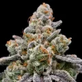 Frozen Face Auto - Anesia Seeds