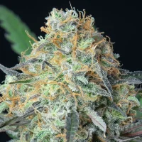 Rainbow Donut Auto - Anesia Seeds