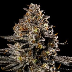 Smashberry Fumez Auto - Anesia Seeds
