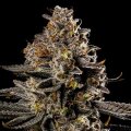 Smashberry Fumez Auto - Anesia Seeds
