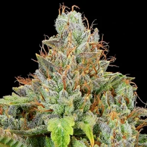 Sticky Boof Auto - Anesia Seeds