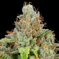 Sticky Boof Auto - Anesia Seeds
