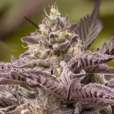 Tahiti Vibez Auto - Anesia Seeds
