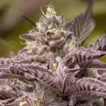 Tahiti Vibez Auto - Anesia Seeds