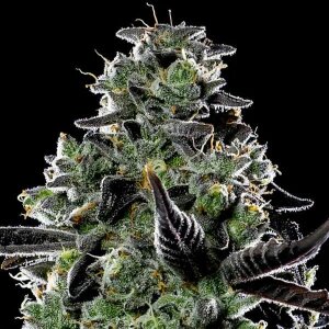 Violet Face Auto by Anesia Seeds