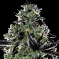 Violet Face Auto by Anesia Seeds