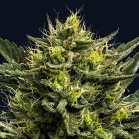 Wham Boom Auto - Anesia Seeds