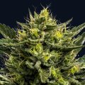 Wham Boom Auto - Anesia Seeds