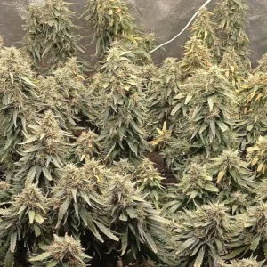 Azzkicker - Seeds66