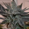 Black Runtz - Seeds66