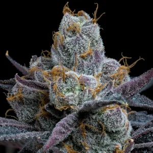 White Runtz - Barney´s Farm