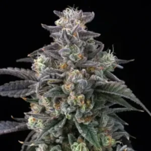 Super Boof by Barney´s Farm