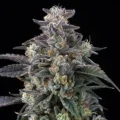 Super Boof by Barney´s Farm