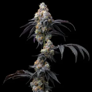 Rainbow Sherbet - Barney´s Farm
