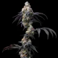 Rainbow Sherbet - Barney´s Farm