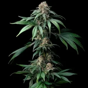 Mendo Breath - Barney´s Farm