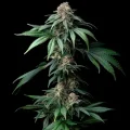 Mendo Breath - Barney´s Farm
