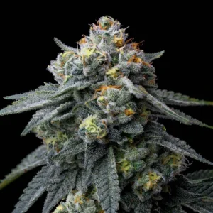 Jealousy - Barney´s Farm
