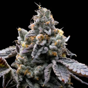 GMO Cookies by Barney´s Farm