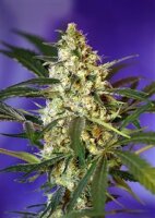 Fast Bud #2 Auto by Sweet Seeds