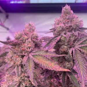 RS11 x Banana OG by Barney´s Farm