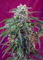 Green Poison Auto - Sweet Seeds