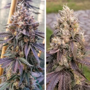 GMO Fast - Dutch Passion