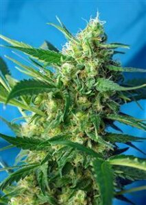 NYC Diesel (Ice Cool) Auto by Sweet Seeds