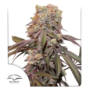 Auto Candy Bubatz XL - Dutch Passion