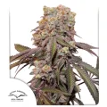 Auto Candy Bubatz XL - Dutch Passion