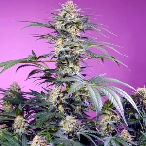 Monster Maker - Sweet Seeds