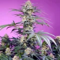 Monster Maker - Sweet Seeds
