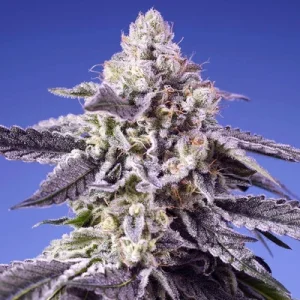 Permanent Jealousy XL Auto - Sweet Seeds