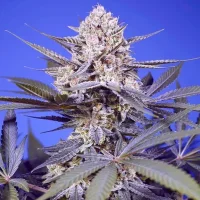 Pineapple Slush XL Auto - Sweet Seeds