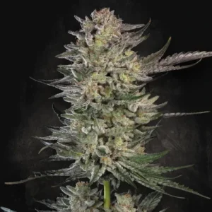 Candy Breath - Paradise Seeds