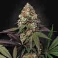 Caramba - Paradise Seeds