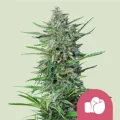 Purple Punch - Royal Queen Seeds