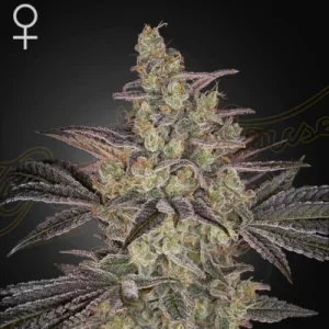 Frosted Guava Autoflowering - Greenhouse Seeds