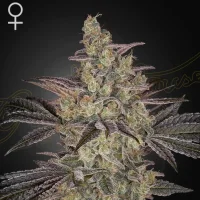 Frosted Guava Autoflowering - Greenhouse Seeds