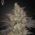 Frosted Guava Autoflowering - Greenhouse Seeds