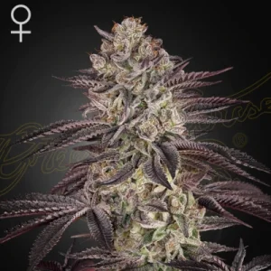 Biscotti Autoflowering - Greenhouse Seeds