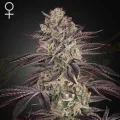 Biscotti Autoflowering - Greenhouse Seeds