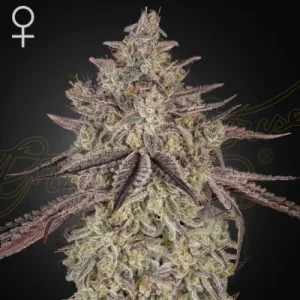 Skywalker Auto by Greenhouse Seeds