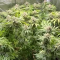 Green Papaya - Super Sativa Seed Club