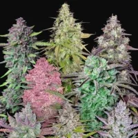 Mix Pack Auto - Fast Buds