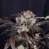 Frost Banger F4 Auto - Fast Buds