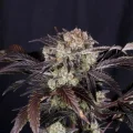Frost Banger F4 Auto - Fast Buds