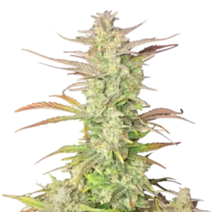 Z-Up Auto by Fast Buds